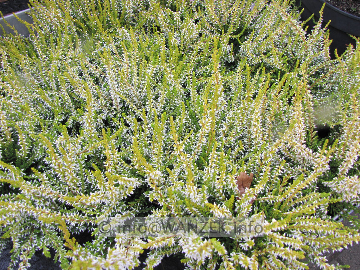 Calluna vulgaris Sandy 02.JPG